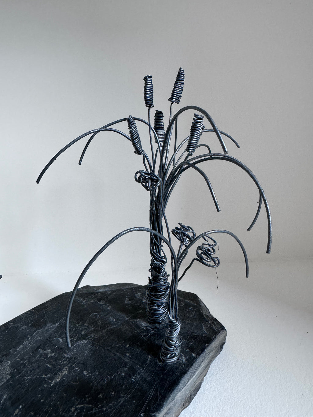 Les Joncs et ses Plantes Fleuries