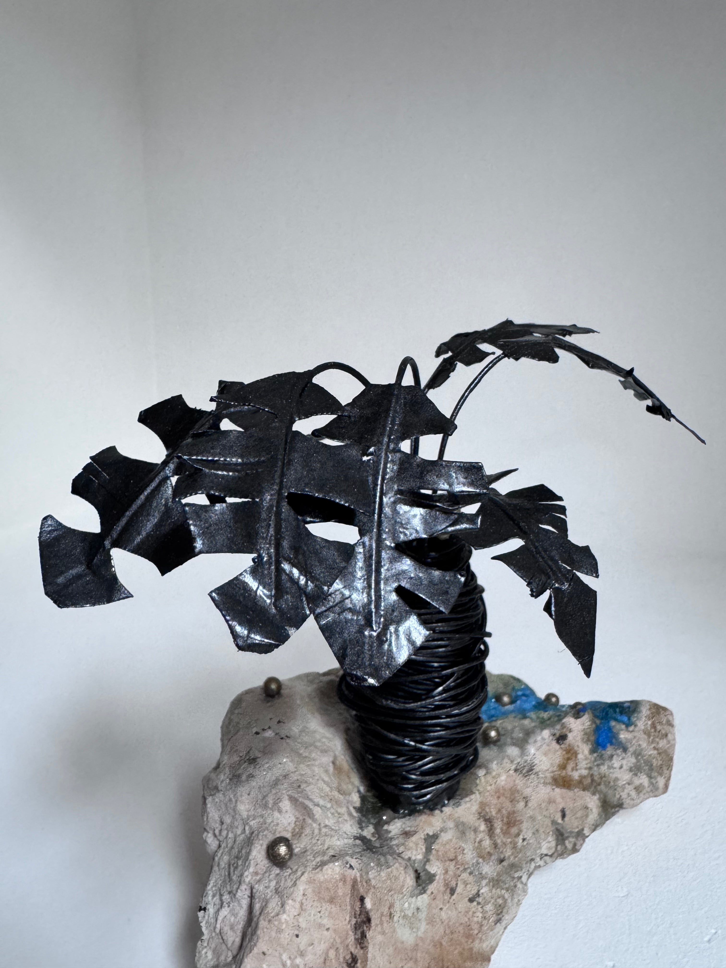 Le Petit Cocotier Noir et son Ruisseau